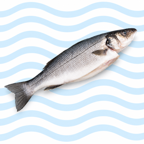labraks, labraks ryba, okoń morski, sea bass ryba, labraks świeży, labraks filet, kup labraks, labraks cena, labraks sklep, okoń morski dostawa, świeże ryby online, jak przygotować labraksa, labraks przepis, grillowany labraks, labraks piekarnik
