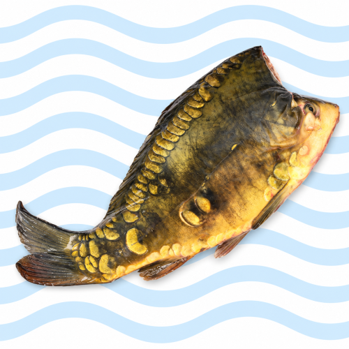 karp tusza Smoln Fish.PNG
